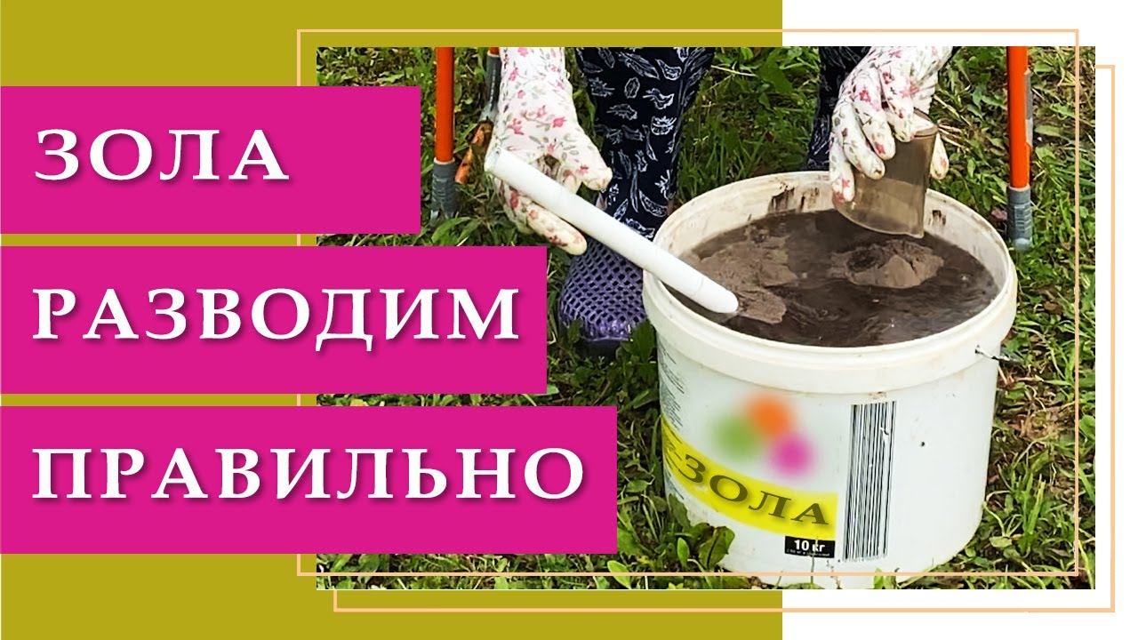 Как правильно развести золу для подкормки растений.