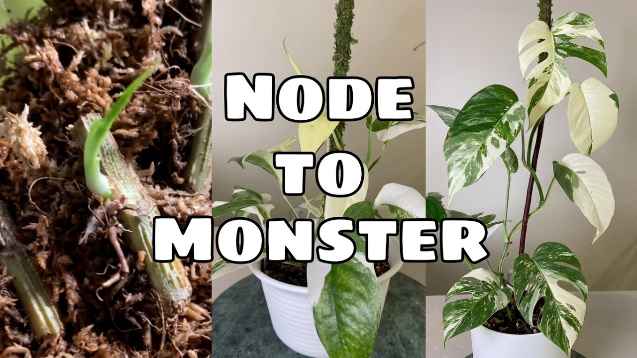 No Risk Monstera Albo Borsigiana Propagation How to Root Monstera Albo Cuttings Variegated Monstera