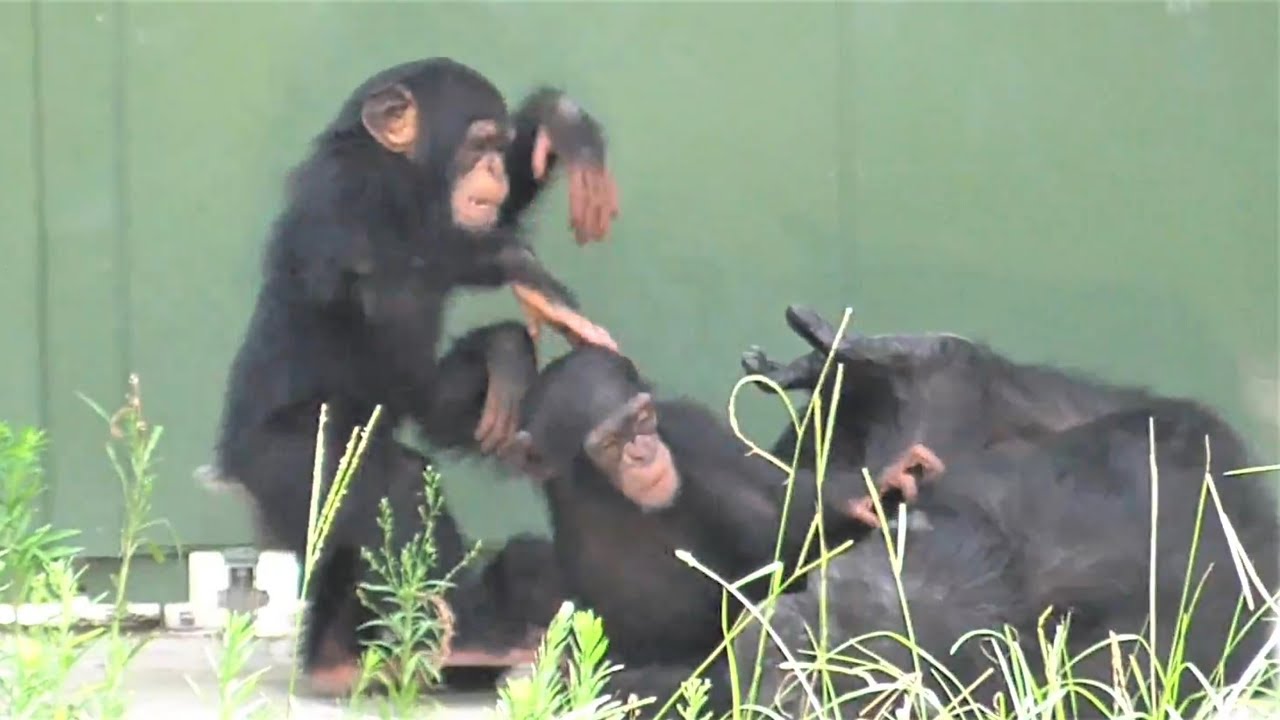 チンパンジー かわいい 双子姉妹 カラン コエ 大喧嘩 Chimpanzee Cute twin sisters Great fight. Choe Kalan