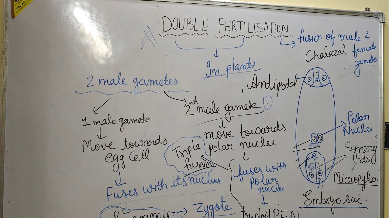 Class 12th Double fertilisation and triple fusion|NCERT Class 12th|Important topic for board exam