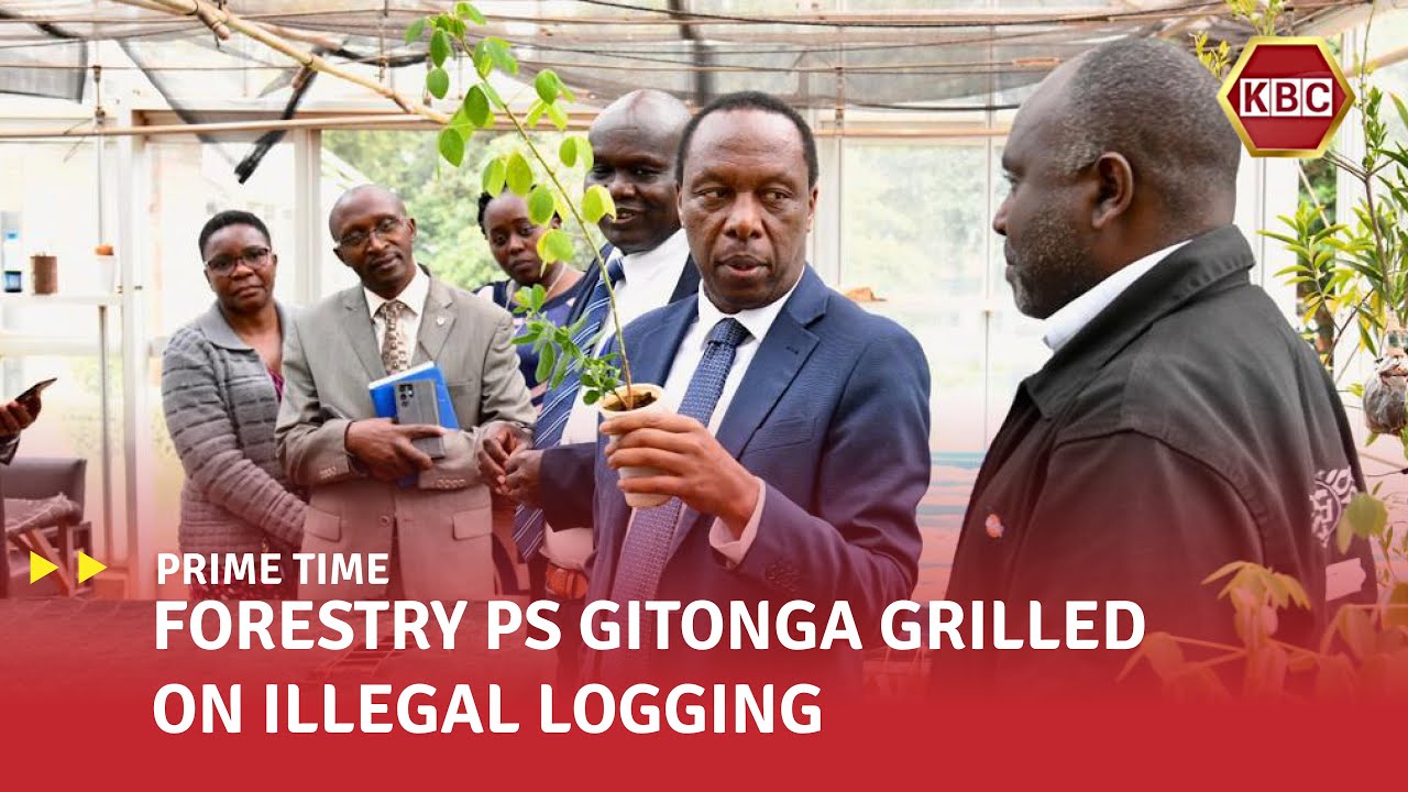 MPs grill Forestry PS Gitonga Mugambi on KFS ‘involvement’ in illegal logging