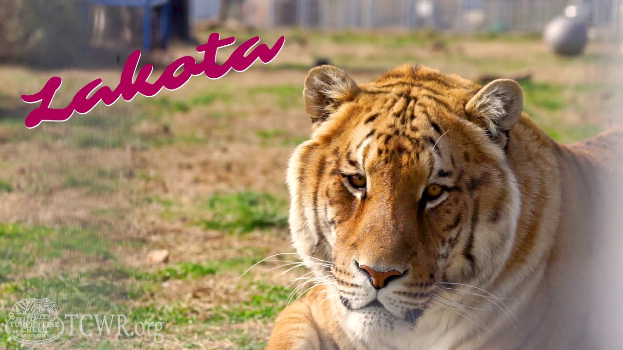 Lakota the Ti-Liger Needs a Sponsor at Turpentine Creek Wildlife Refuge