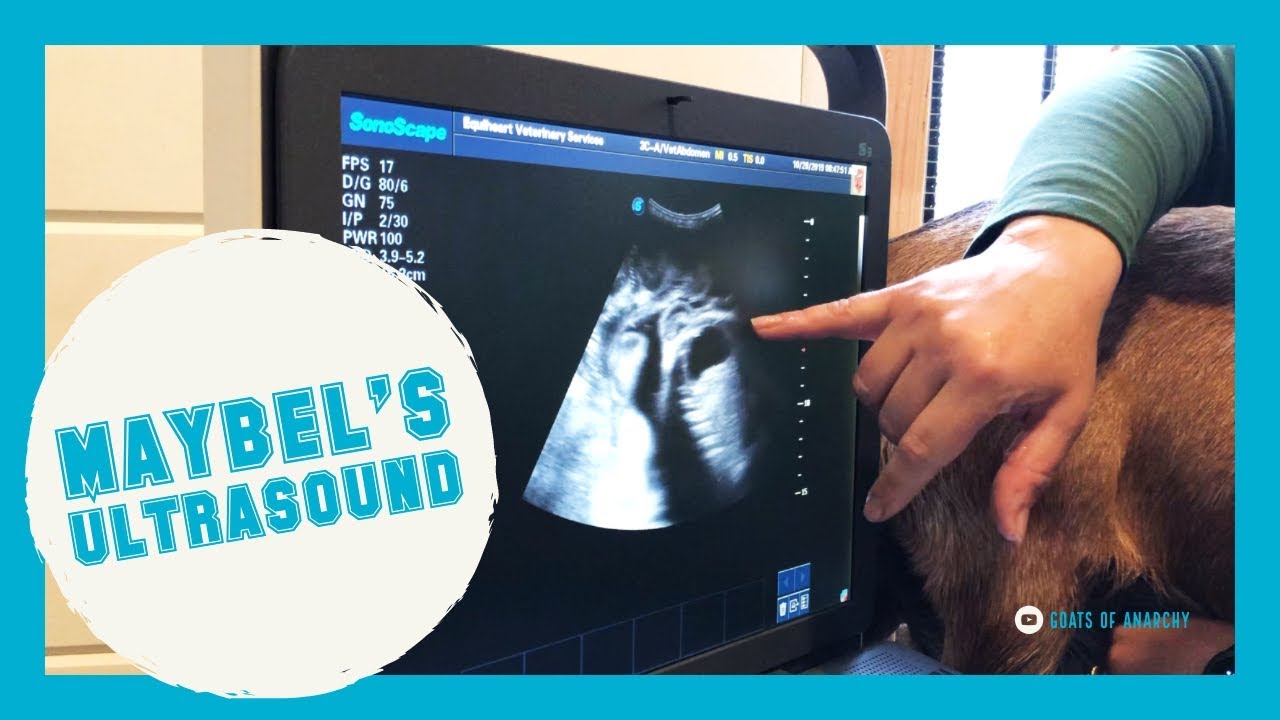 Mama Goat Ultrasound 10.28.19