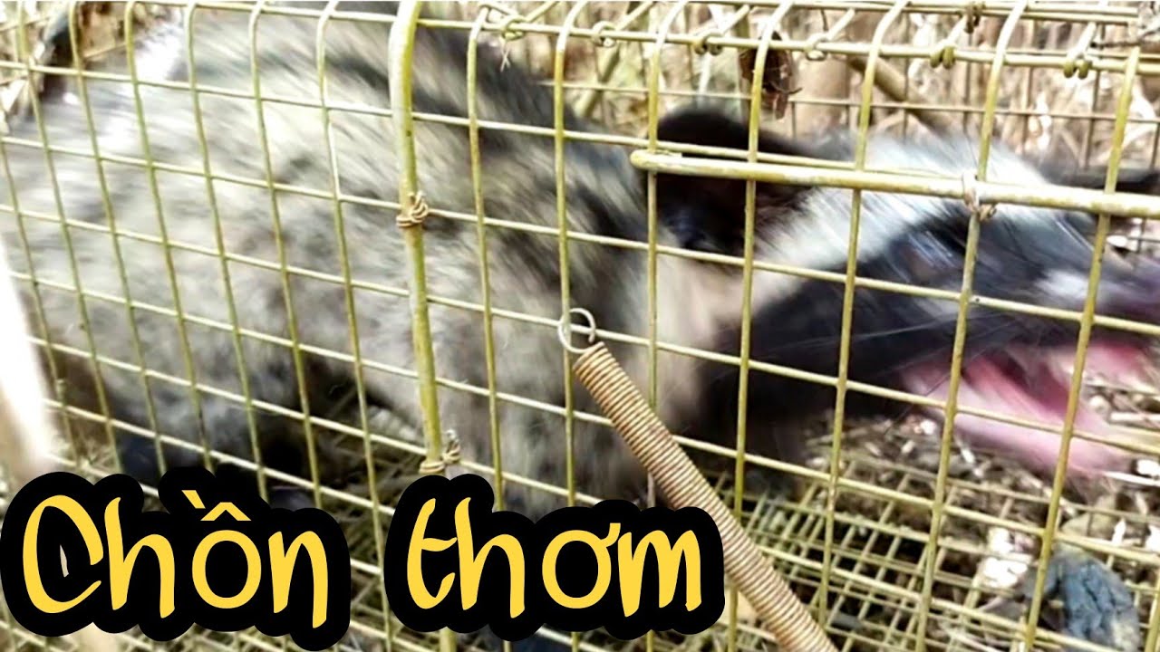 ⭐122: Thăm Bẫy Chồn 