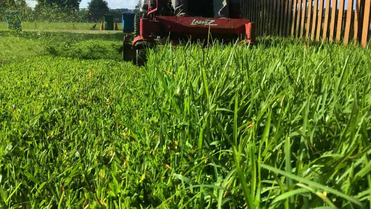 Mowing Tall Grass With A 52