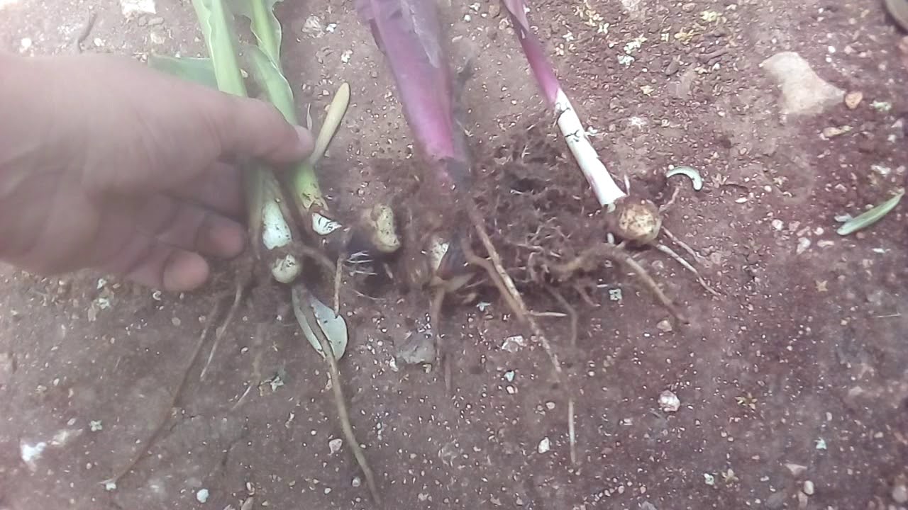 الانتاج النباتي : إكثار نبات الزنبق