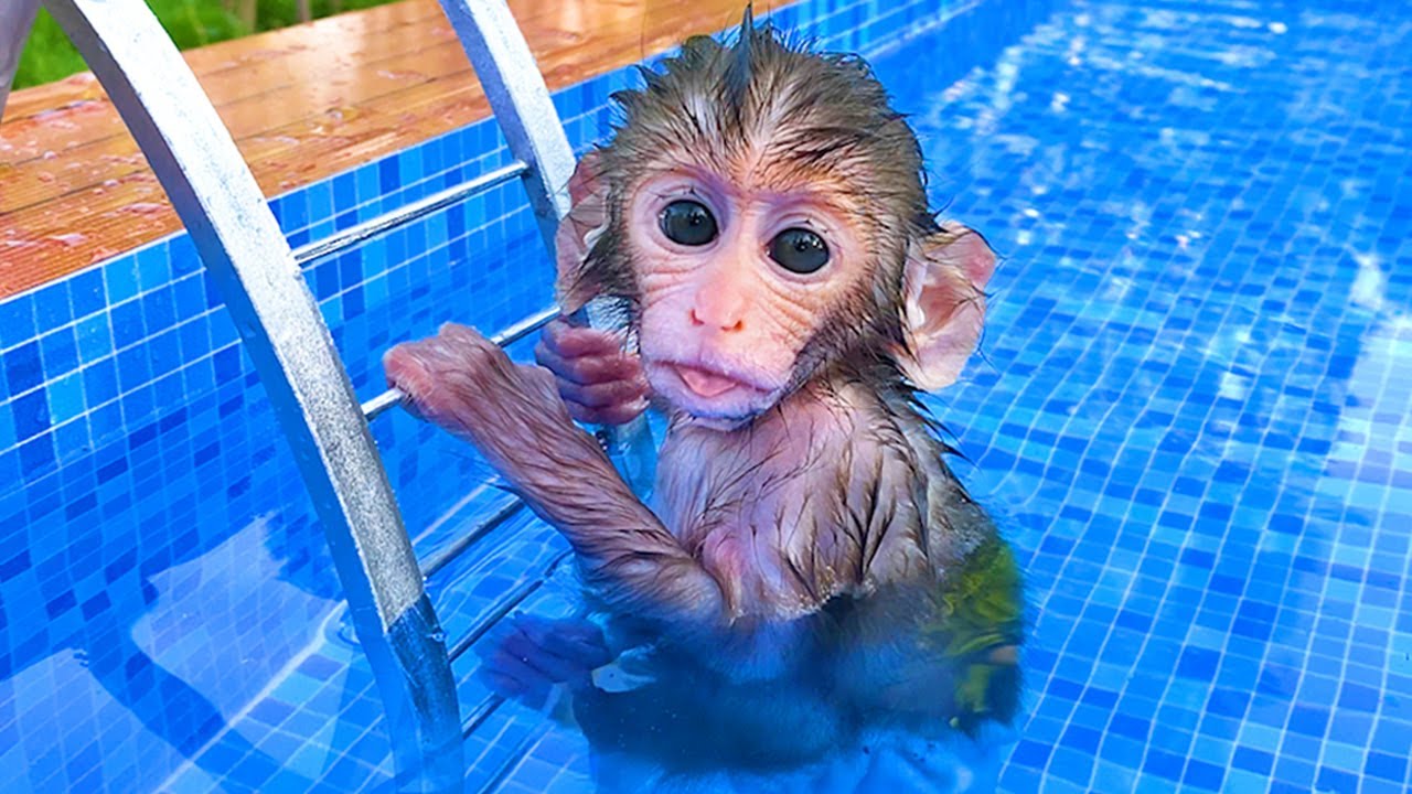Baby Monkey Bon Bon Swimming at The Pool With Cute Puppy and Duckling in The Garden - BonBon Monkey