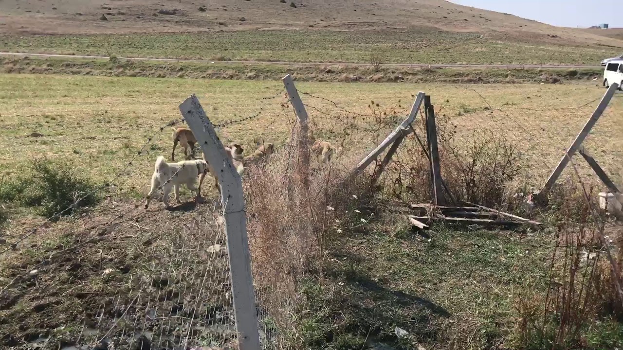 kavga eden davar köpekleri😃