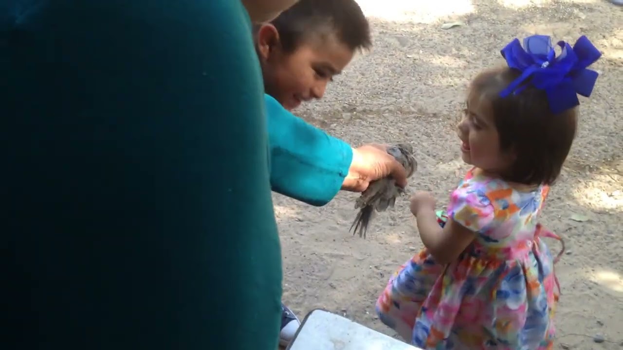 Gigio y Gama y la abuelita alimentando a la paloma