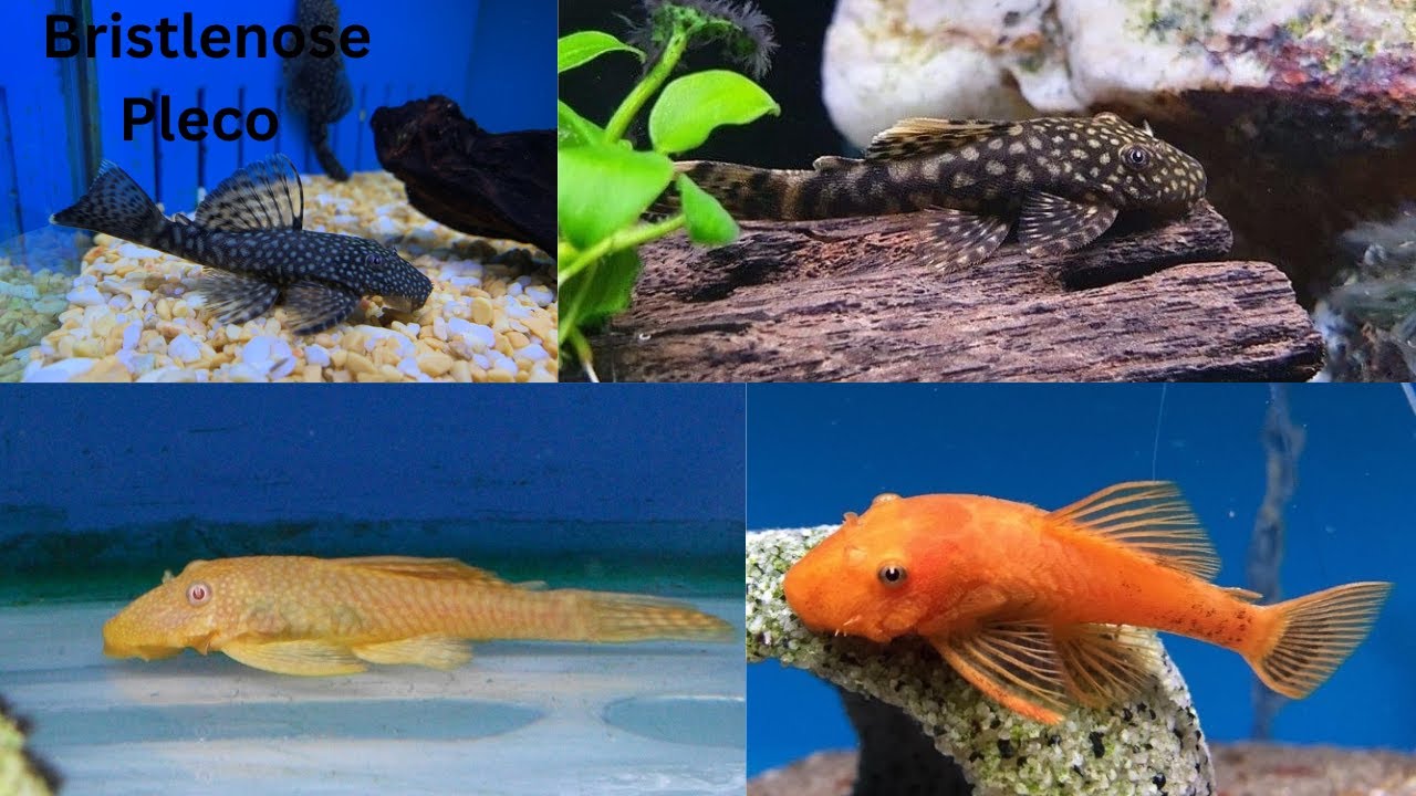 Bristlenose Pleco Care - Day 1 of Fishmas