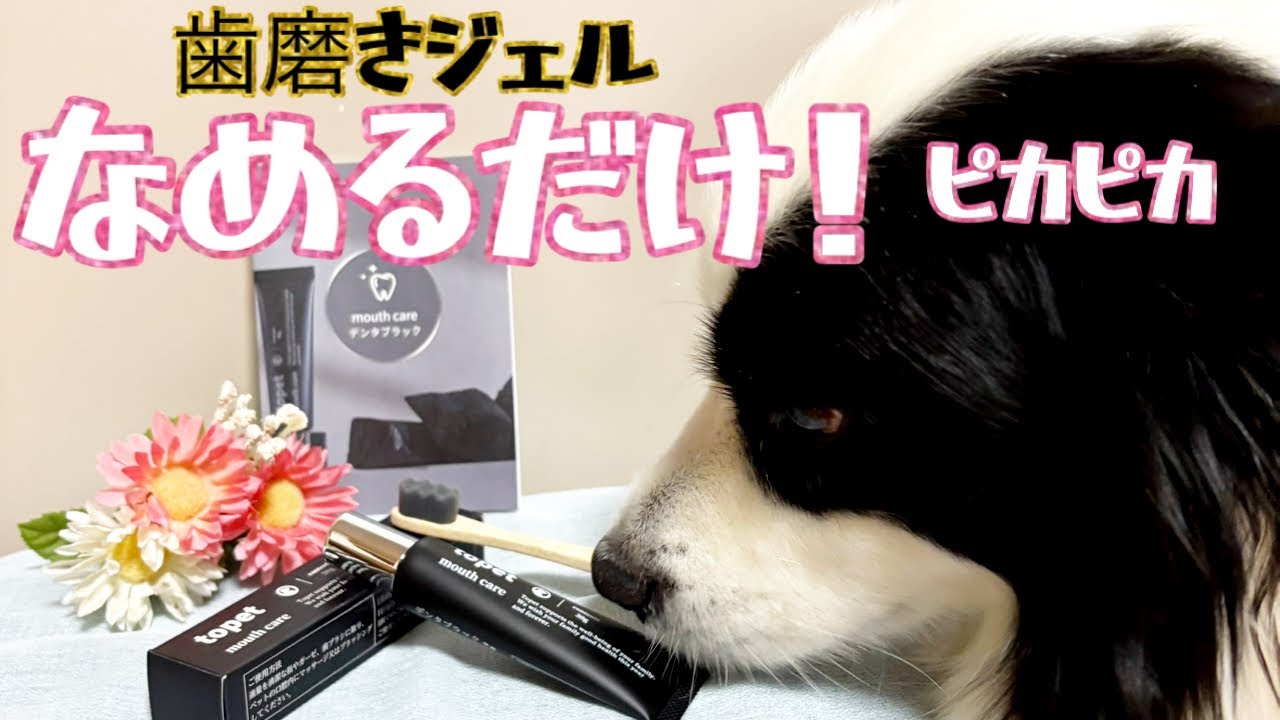 歯磨き苦手な犬必見【topet デンタブラック】歯磨きジェル