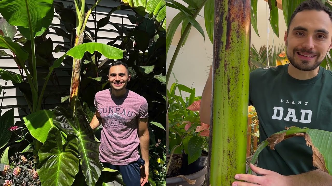 Growing Bananas in New York: Winter Storage Update
