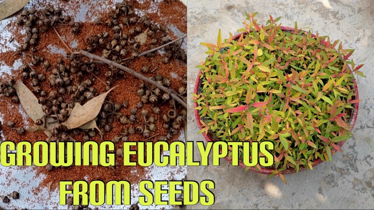 Growing Eucalyptus From Seed| How To Grow Eucalyptus Tree (safeda) in Easy Way and Earn Lot Of Money