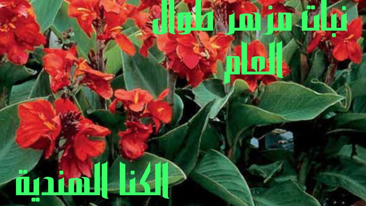 زراعة نبات من اجمل نباتات الزينة المزهرة ،زراعة الكنا الهندية (موز الزينة)من البذور والخلفات