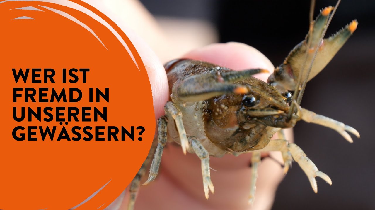 Fremde Arten in unseren Gewässern | School's out!? #49