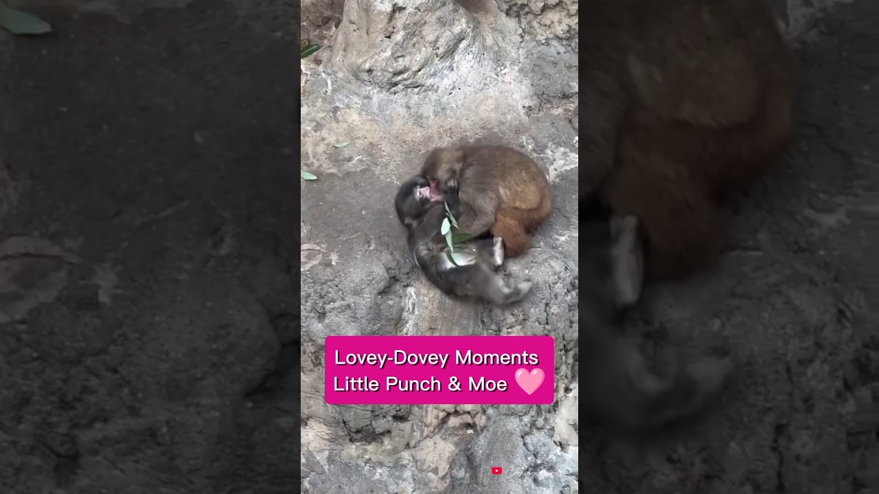 Cute Lovey-Dovey Moments between Little Monkey Punch & Moe 🩷🥰 | Baby Monkey Punch got a girlfriend 💕