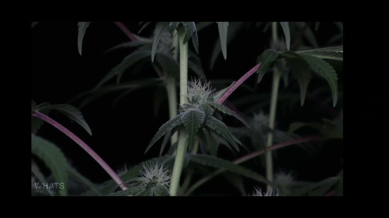Confira o desenvolvimento completo do  cultivo de cannabis, da germinação da sementinha até  colheta