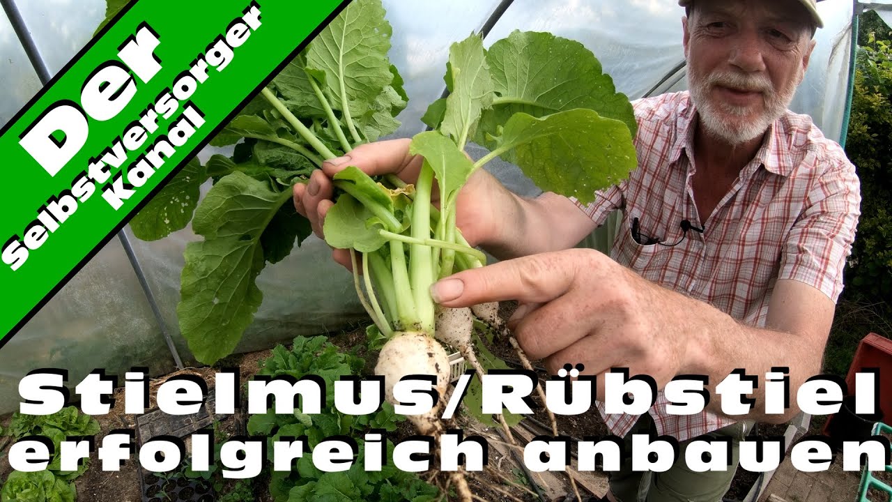 Stielmus Rübstiel erfolgreich anbauen. Mein Lieblingsgemüse.