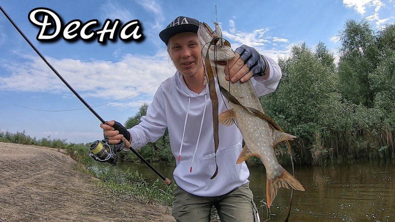 Скільки ж ЩУКИ у цій затоці? Риболовля на Десні