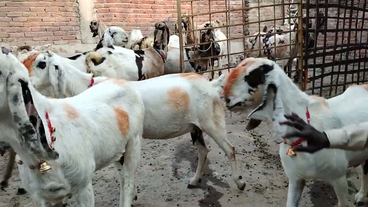 Mustafa Goat Farm Jaunpur Mo.(9389512669)(6390501328)@MustafaBakriFarmJaunpur