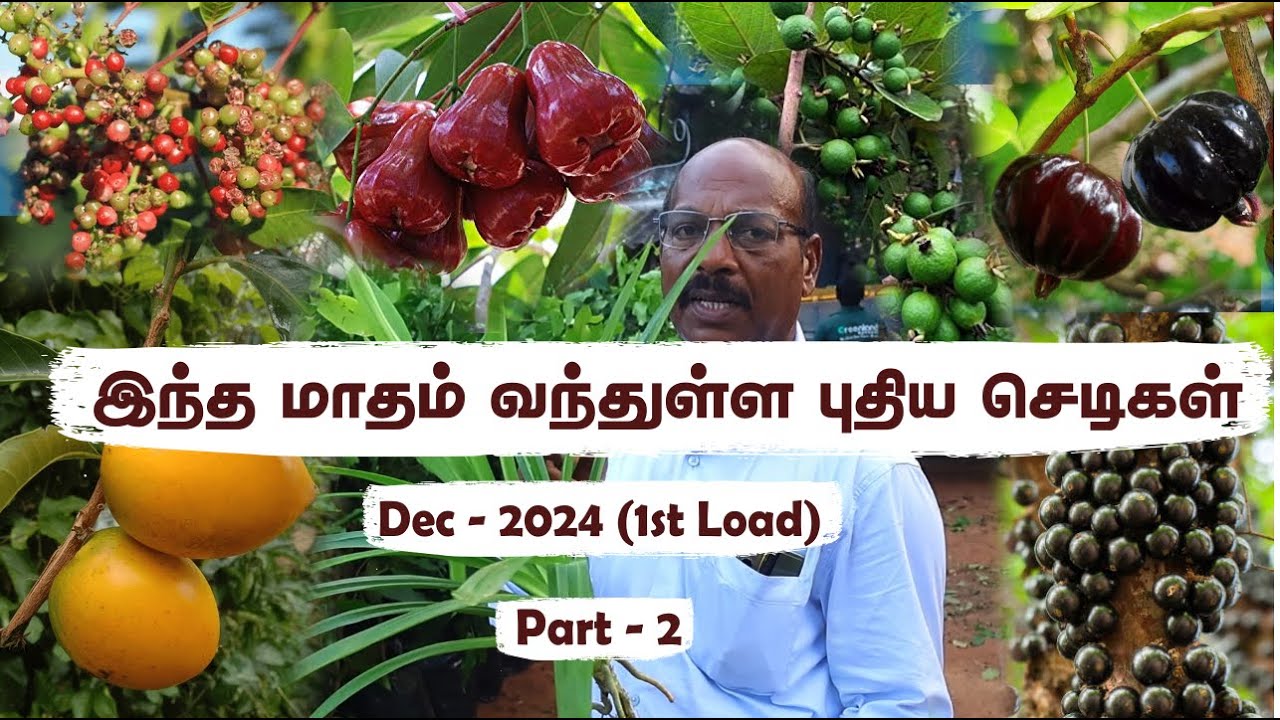 DecLoad - Pt1🌟டிசம்பர் மாதத்திற்கு ஏற்ற அரிய வகை பழ செடிகள்🌟Imported Exotic Fruit Plants in Chennai!