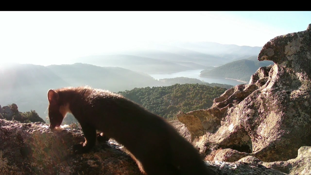 fauna in Barbagia Sardegna