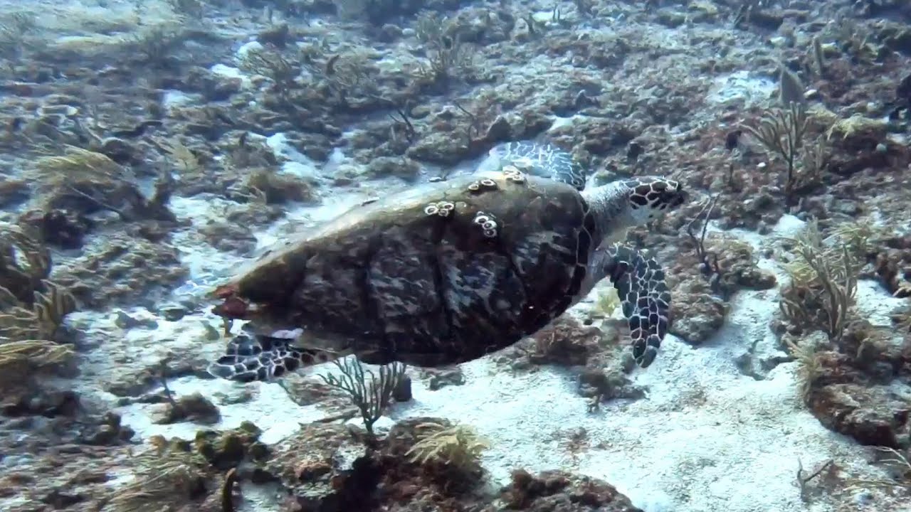 Riviera Beach Florida Scuba Dive - Hawksbill, Goliath Groupers, Lobsters, Sharks, and Amazing Reefs