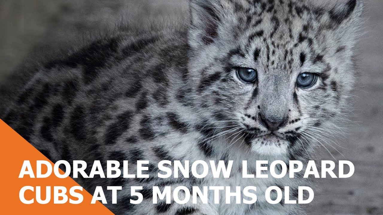 Adorable Snow Leopard Cubs Are 5 Months Old! 🎉