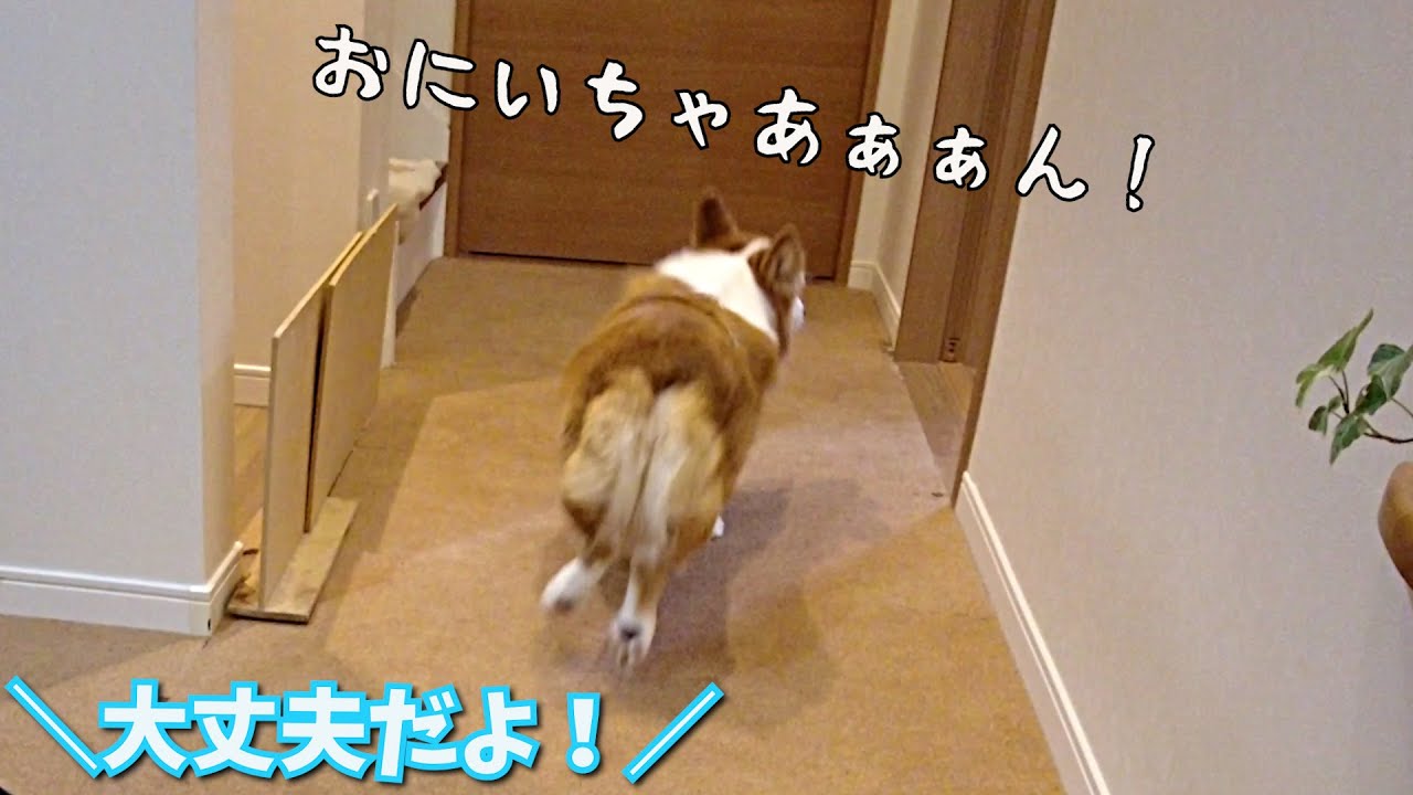 帰省した長男がコンビニに行くだけで大騒ぎするコーギー犬