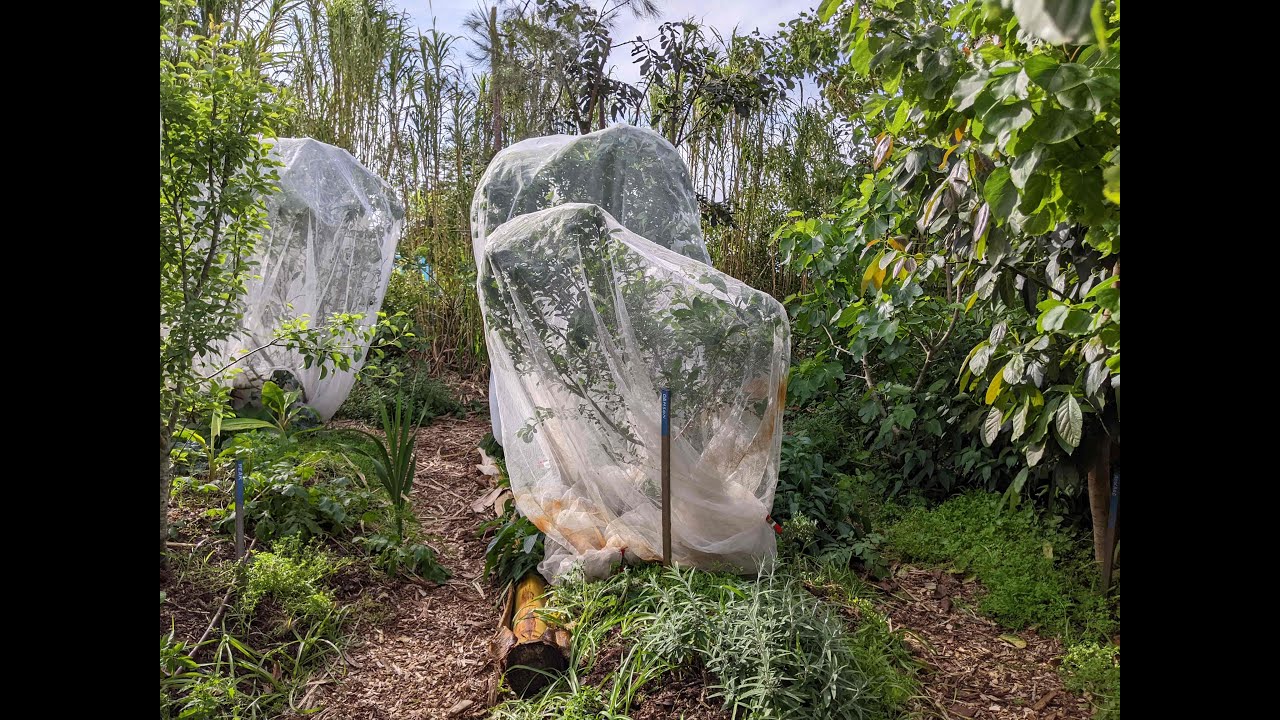 Netting Fruit Trees