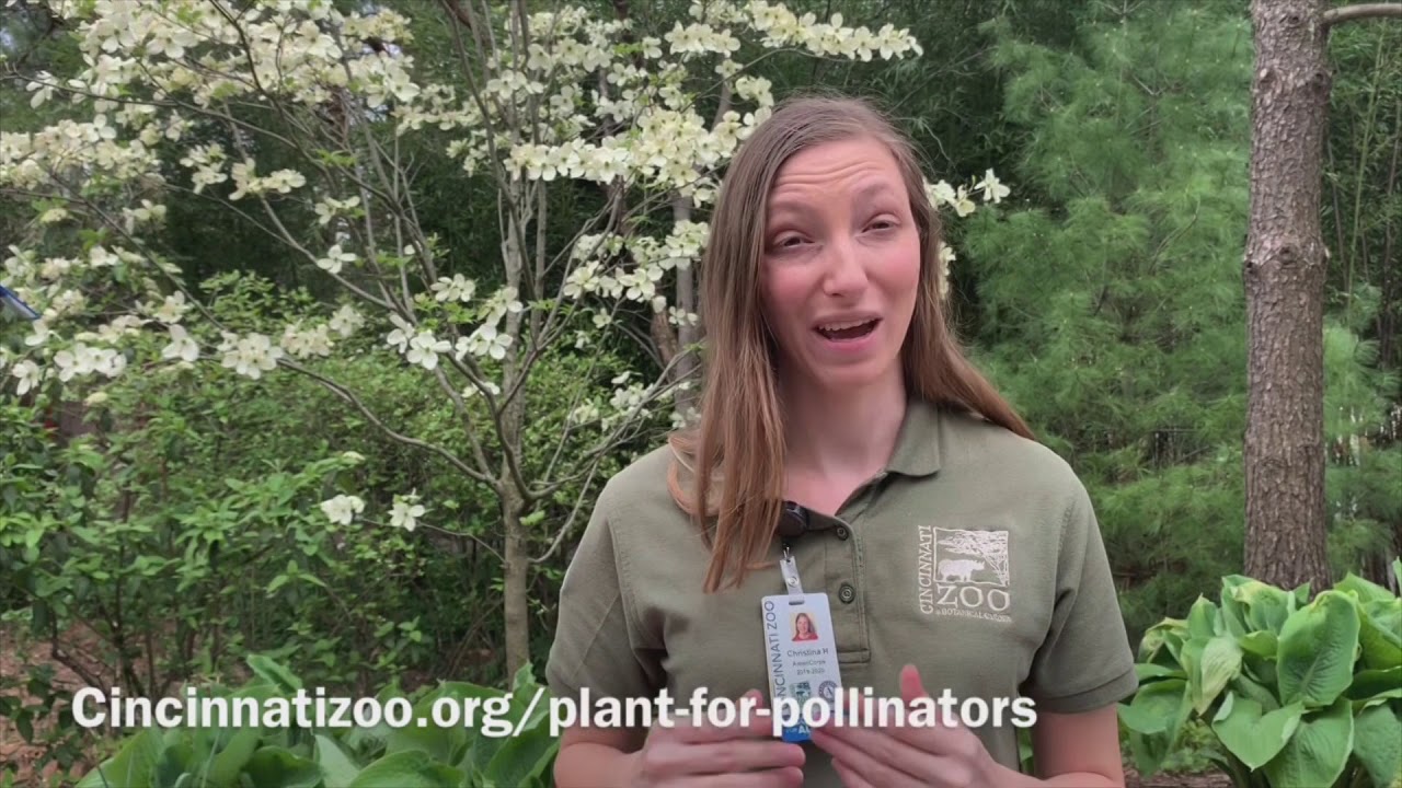 Plant for Pollinators Challenge - Cincinnati Zoo