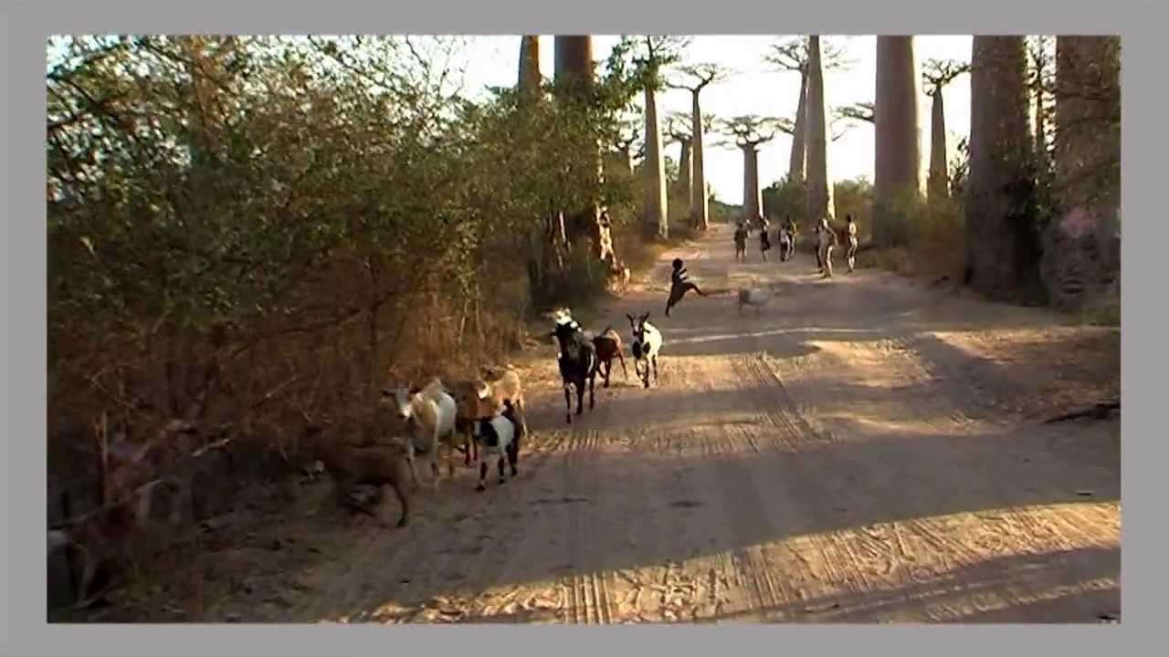 MADAGASCAR - De Bekopaka à Morondava (Allée des Baobabs)