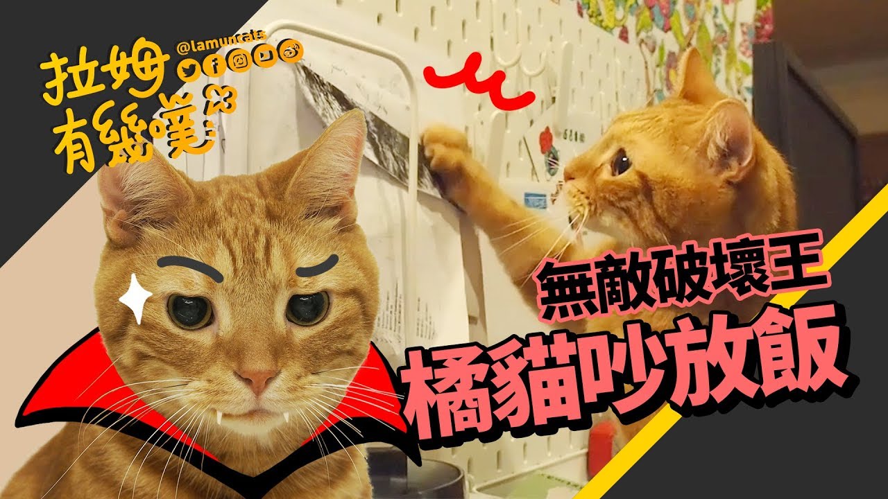 肚子餓的橘貓可以把家拆了！奴才精神崩潰┃拉姆有幾噗 ♧