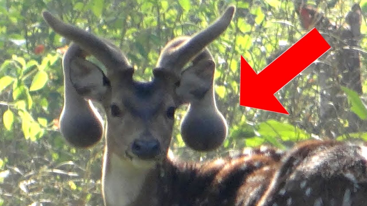 7 Ra&ccedil;as De Veados Que N&atilde;o Vai Acreditar Que Existem