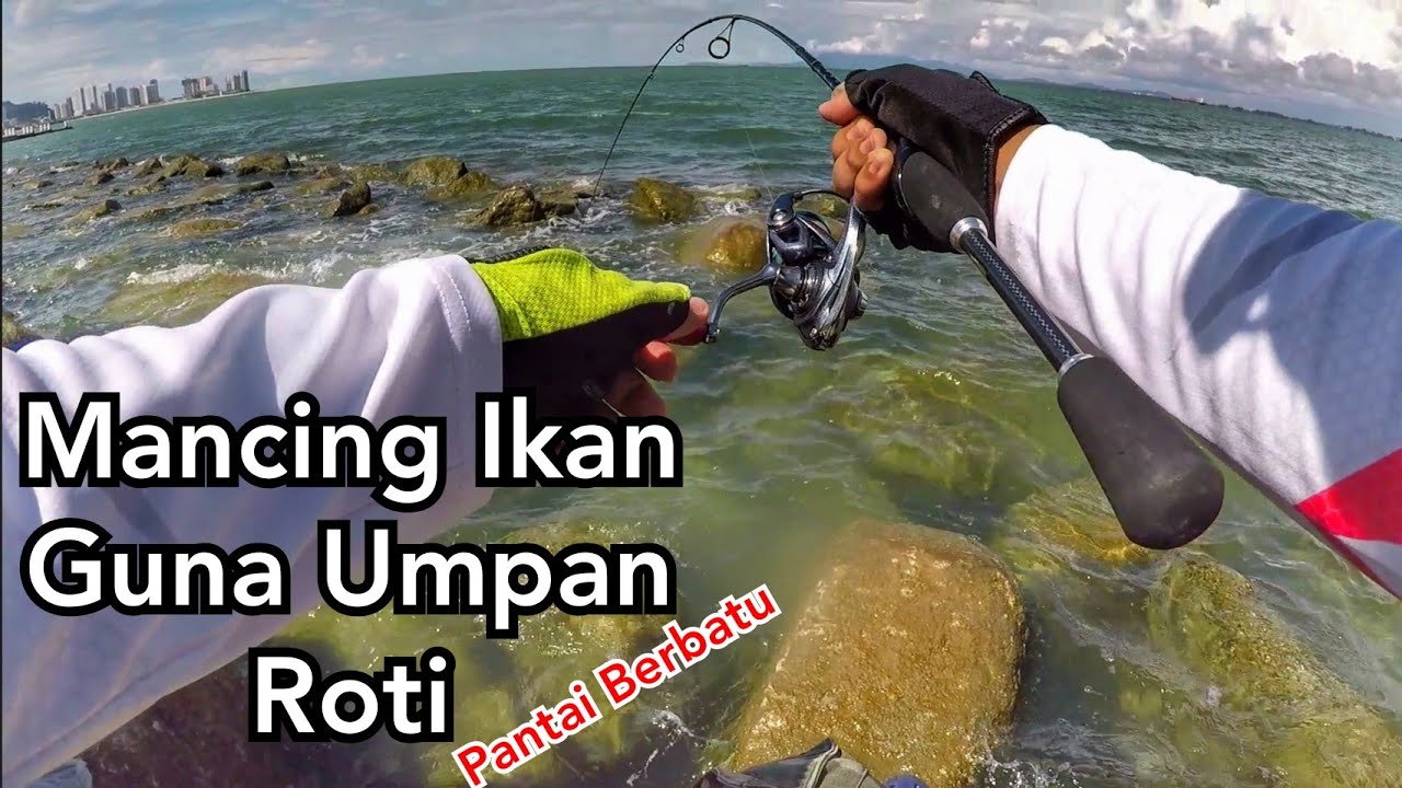 Mancing Guna Umpan Roti di Kawasan Pantai Berbatu