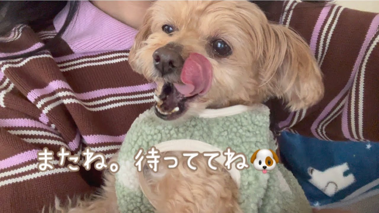 愛犬と少しの間、離れ離れになります💭