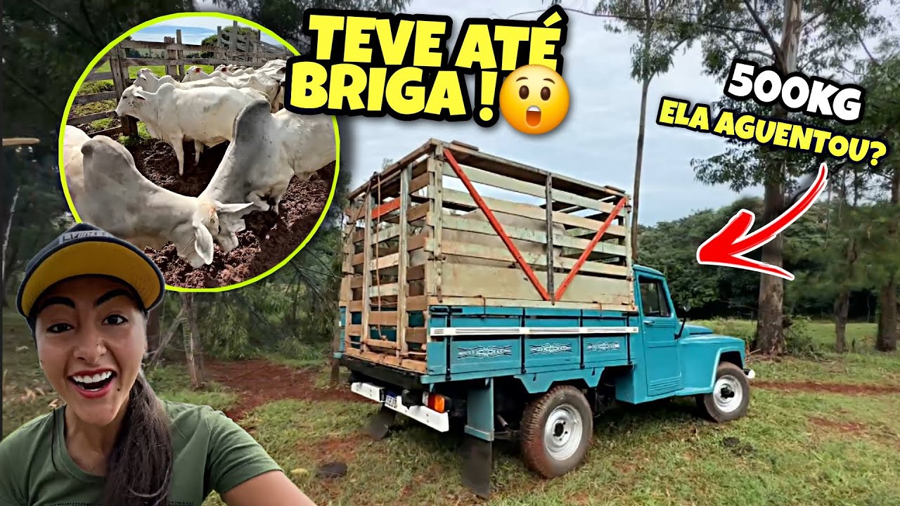 TOURO DE MEIA TONELADA NA F-75 !!! *Deu Trabalho*
