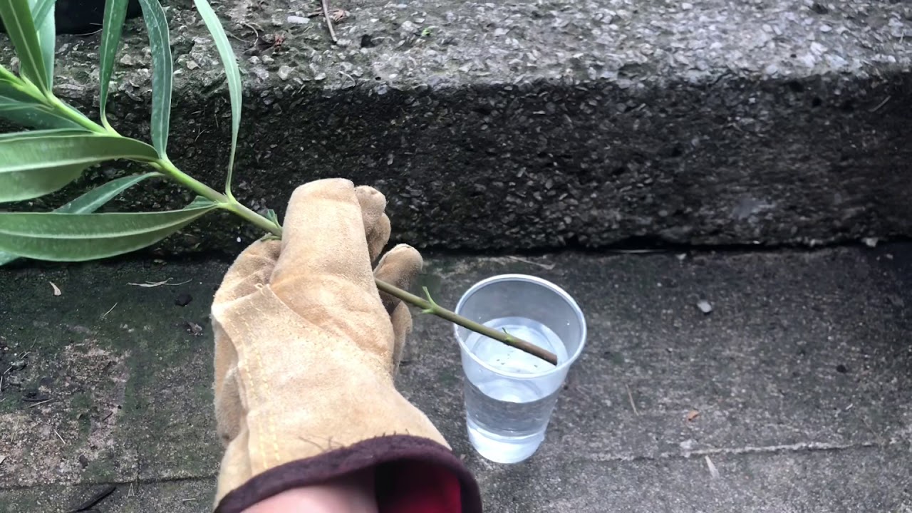 como reproducir la planta adelfa u oleander