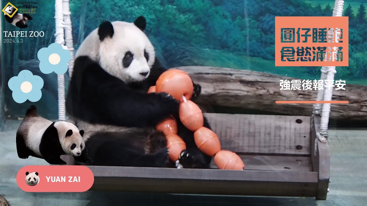 20240403 圓仔報平安，吃飽睡足，玩行豐上體育課皆不受影，一切作息如往常 The Giant Panda Yuan Zai