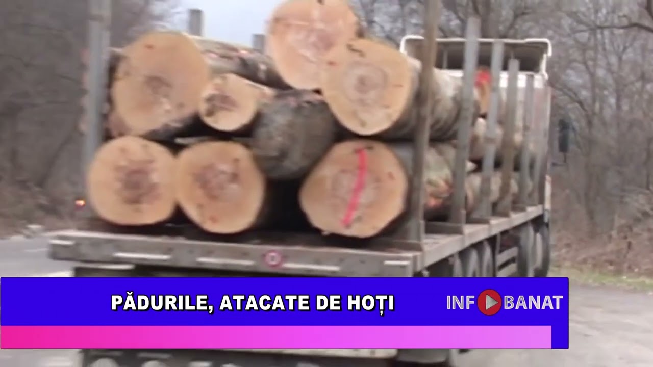 Pădurile, atacate de hoți