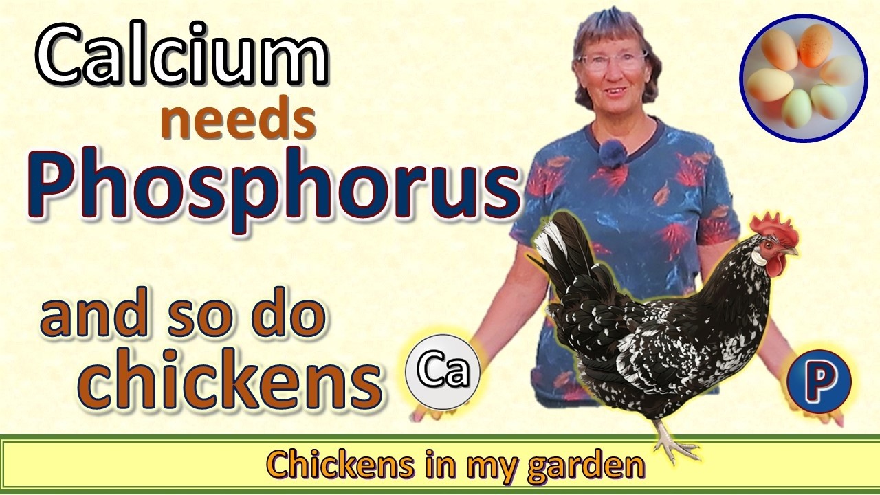 Most chicken keepers overlook Phosphorus, but it's important for strong egg shells