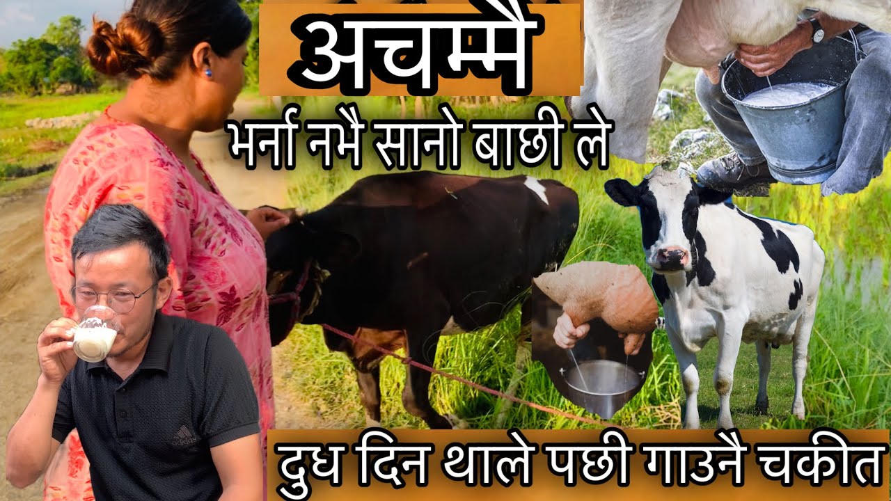 सानो बाछीले भर्ना नभै दुध दिन थाले पछी गाउनै चकीत्। cow farming, modern cow farming,