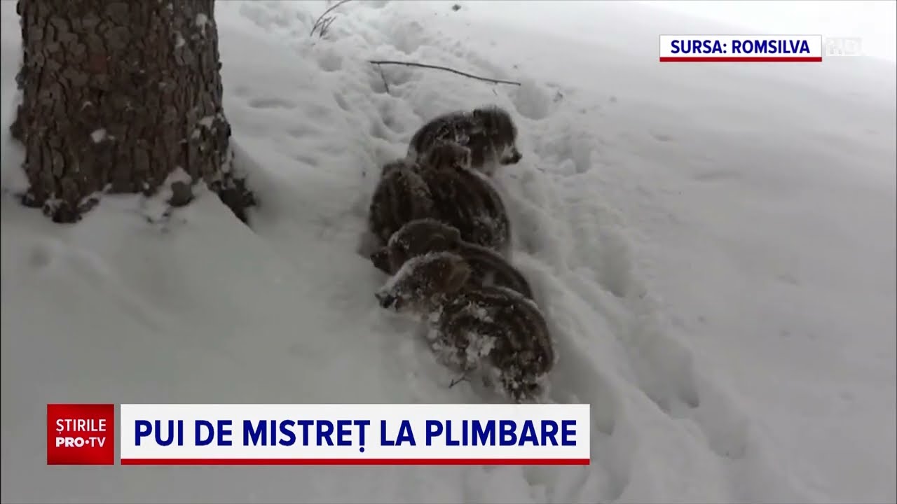 Cinci pui de mistreț la plimbare printr-o pădure din Suceava, prin șleaurile din zăpadă