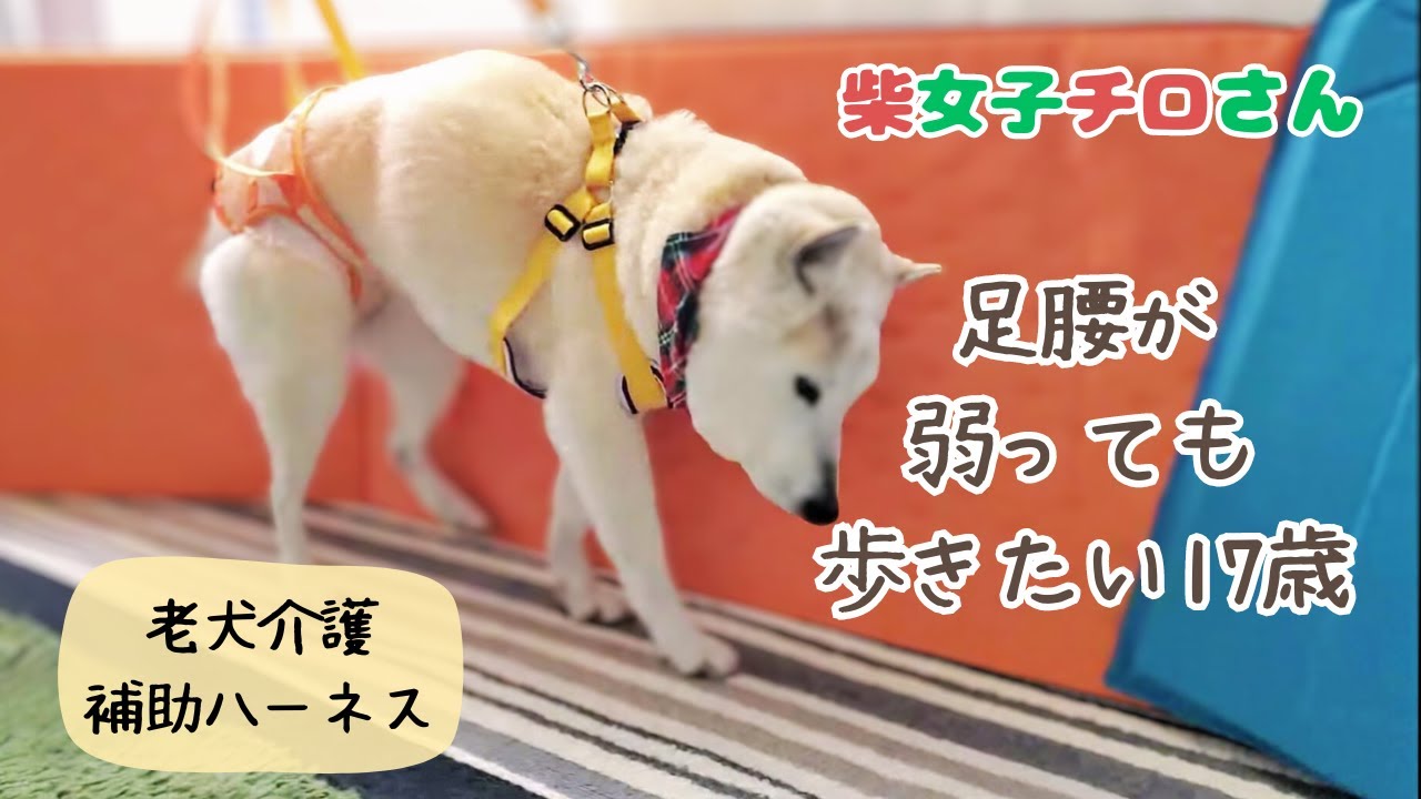 【17歳 柴犬】寝たきりにさせないために｜楽しくグル活するために歩行補助は必須｜一生懸命歩きます｜老犬介護