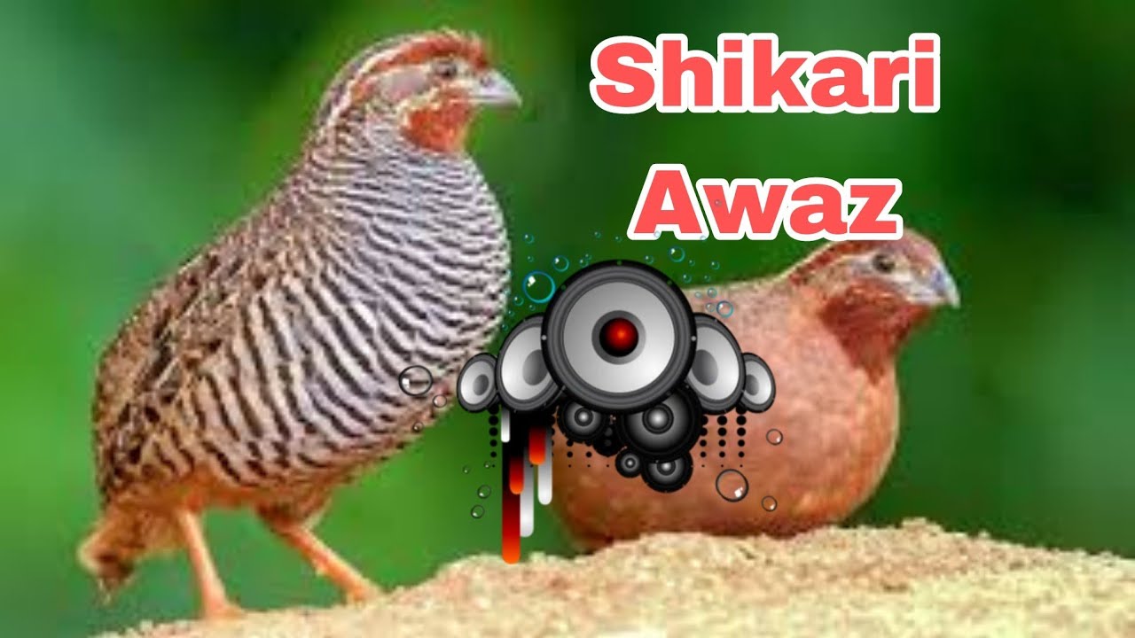 Rock Bush Quail Ka Shikari Voice.. Batteru ka Shikari Awaz🐦🐦🔊🔊