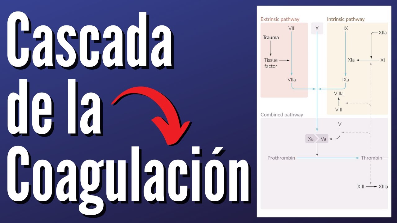 Cascada de la Coagulación Explicada Claramente