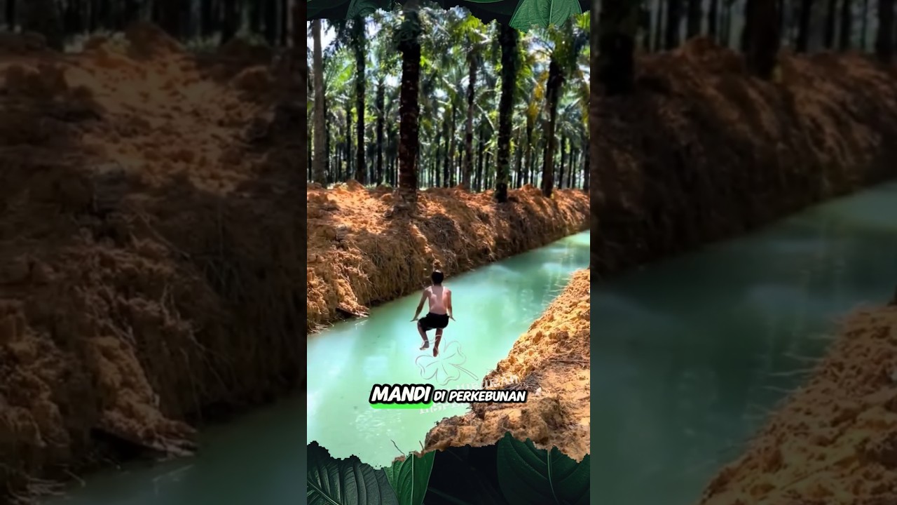 Tidak Takut Ada Buaya #shorts #predator #buaya #sawit