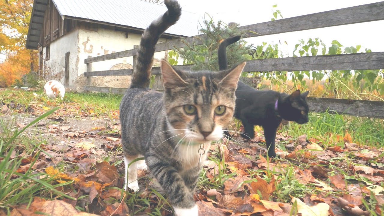 The Barn Kittens Escaped - The Full Story