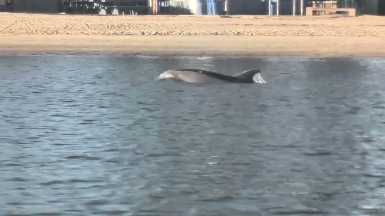 Dolphin in the Bay.