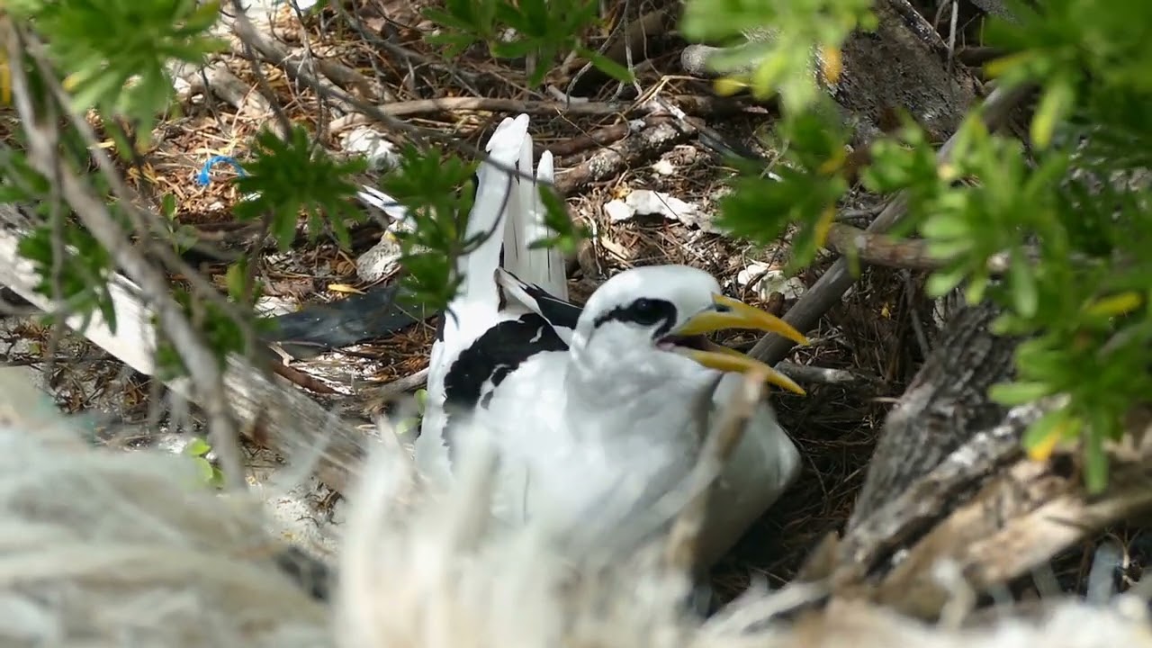 Le Paille en queue sur les îles du Nord de l'île Maurice